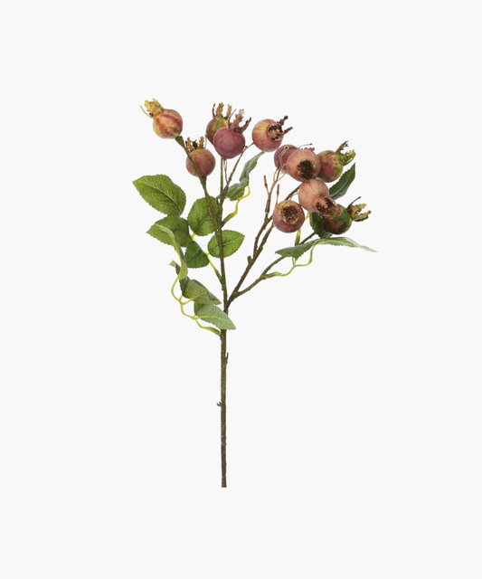 A sprig of ripe rose hips with textured brown pods and vibrant green leaves on delicate branches against a white background, conveying a natural, autumnal feel.