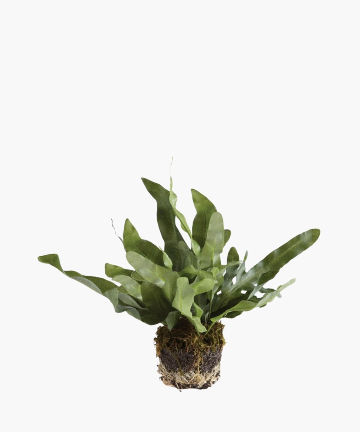 A green fern with long, wavy leaves emerges from a soil-covered root ball against a plain white background, conveying a fresh, natural feel.