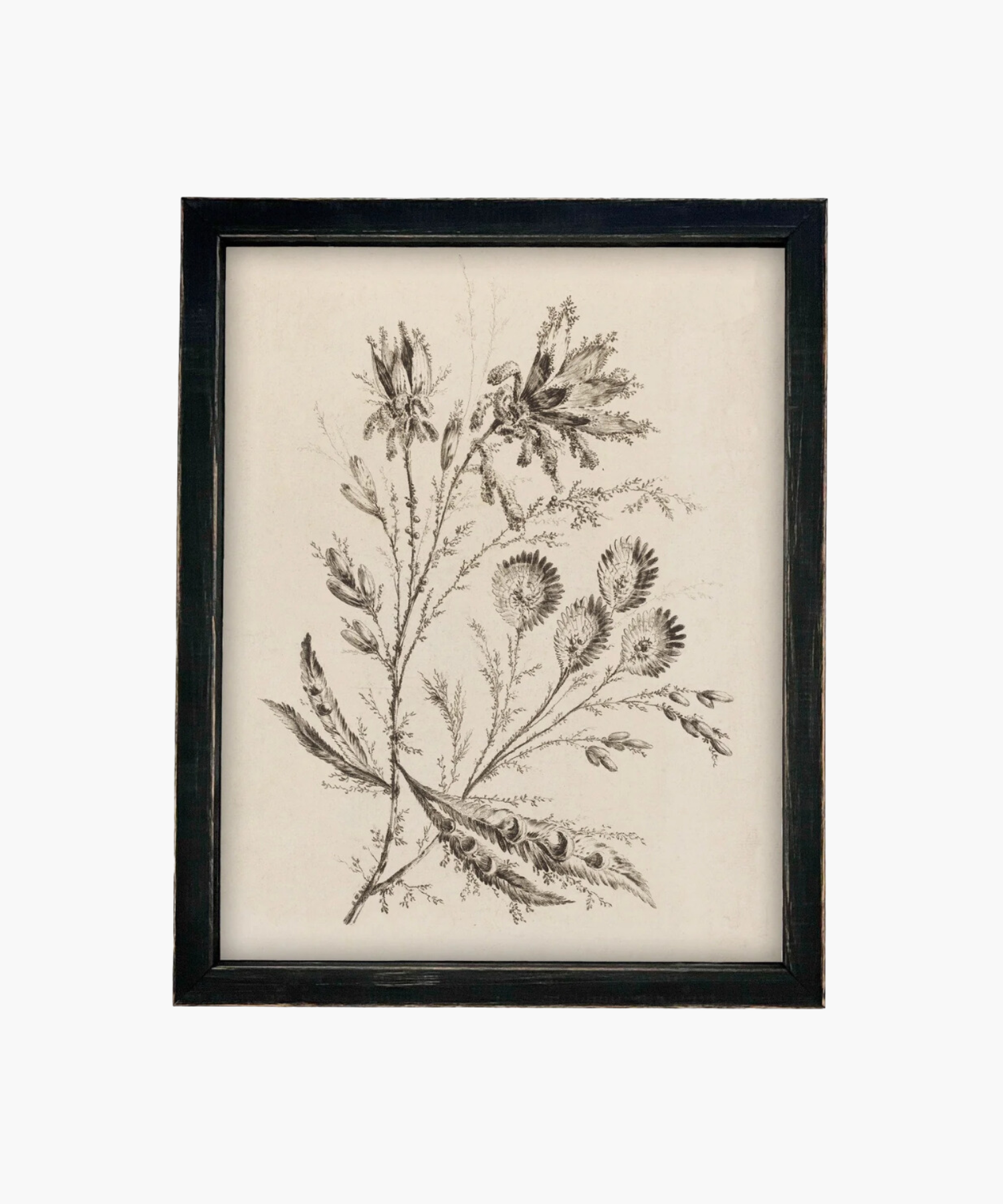Black and white botanical illustration of delicate flowers and leaves in an ornate gold frame in a vintage black frame, conveying a vintage and elegant aesthetic.