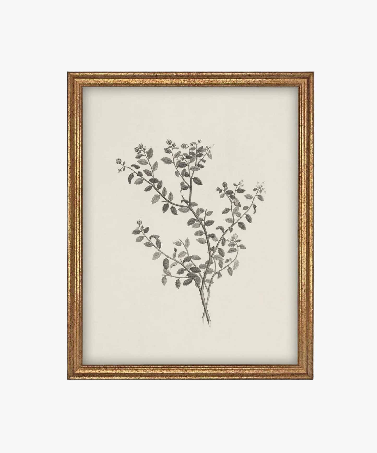 Framed botanical illustration of a plant with intricate black leaves and buds on a cream background. The gold frame adds a classic touch.