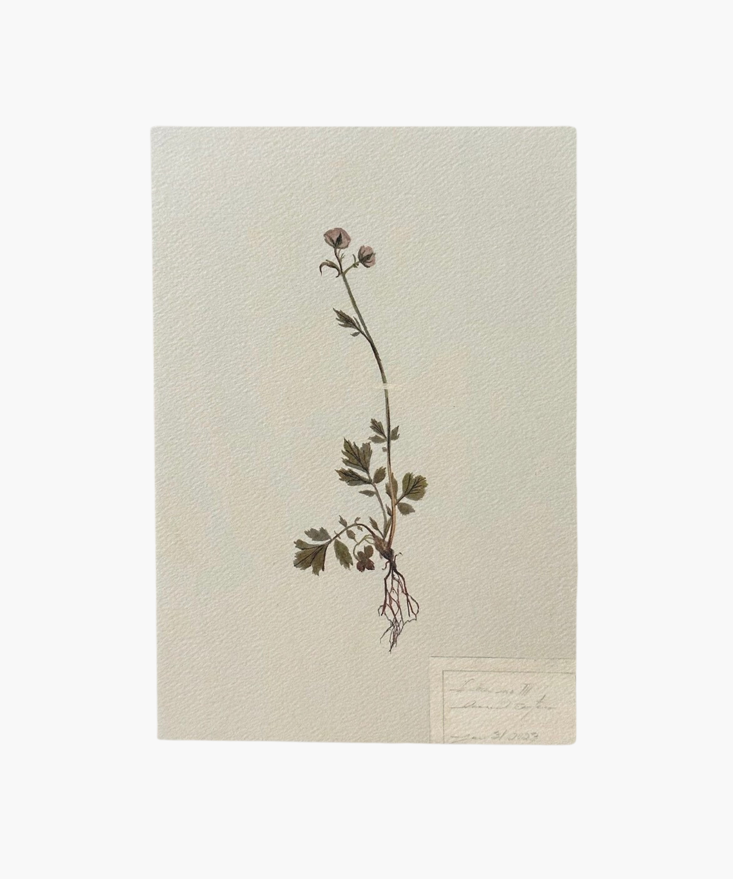 A delicate botanical illustration of a flowering plant with thin stems, green leaves, pink blooms, and exposed roots on a textured paper. The tone is serene and natural.