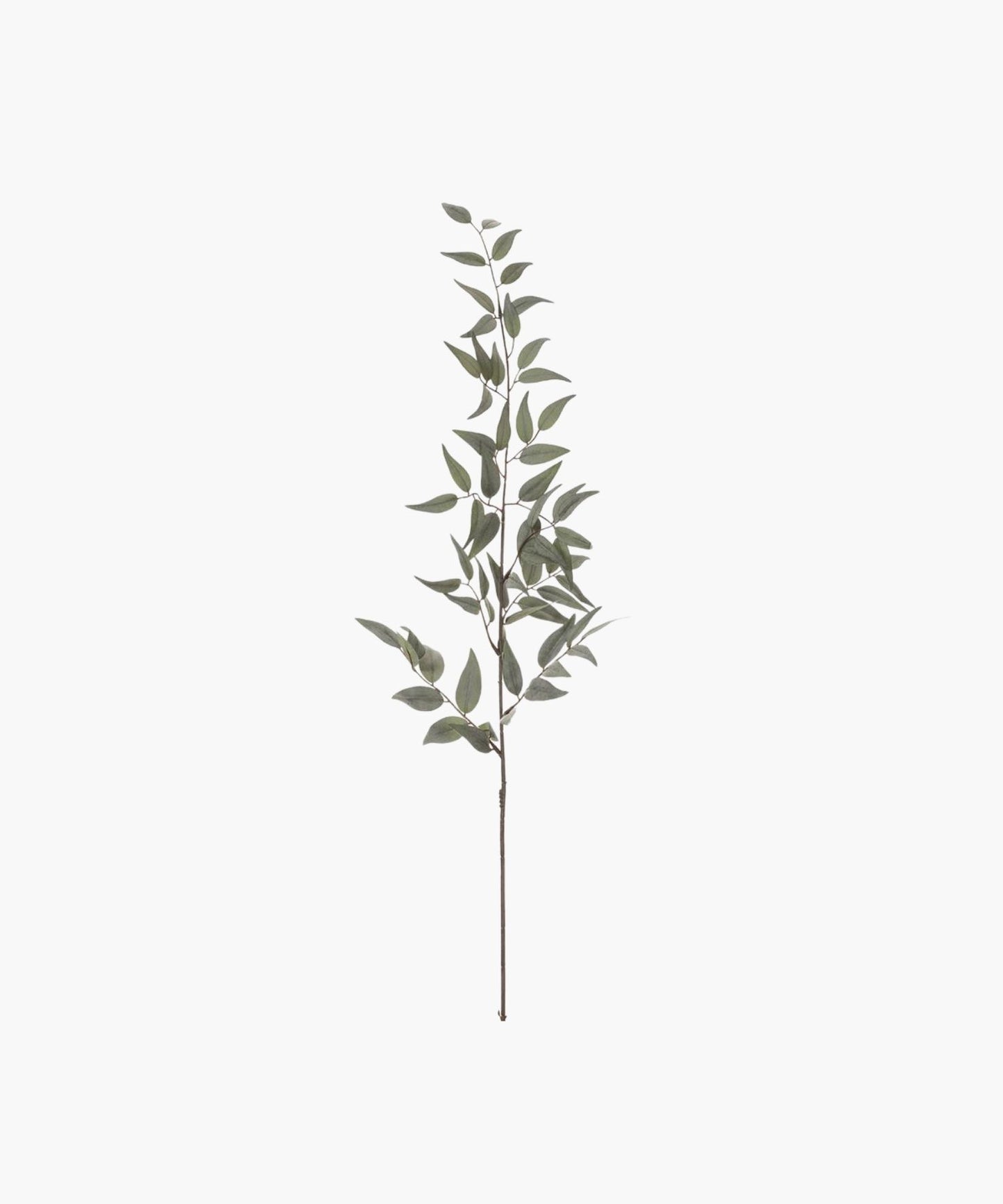 A single, tall Italian ruscus branch with slender, muted green leaves on a thin stem, set against a white background, conveying simplicity and natural elegance.