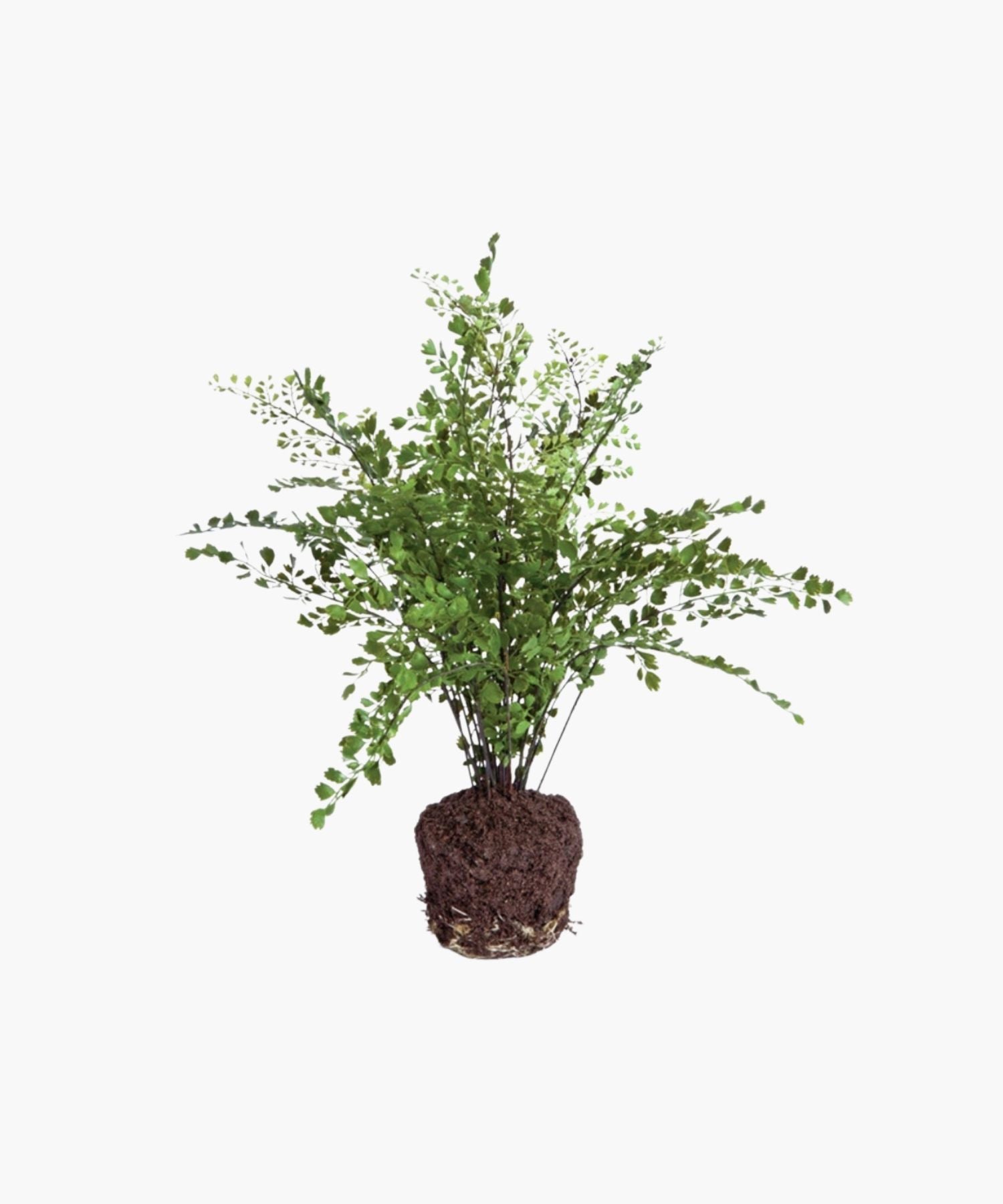 A lush green maidenhair fern with delicate, arching fronds and a root ball, sits on a white background, conveying freshness and natural elegance.