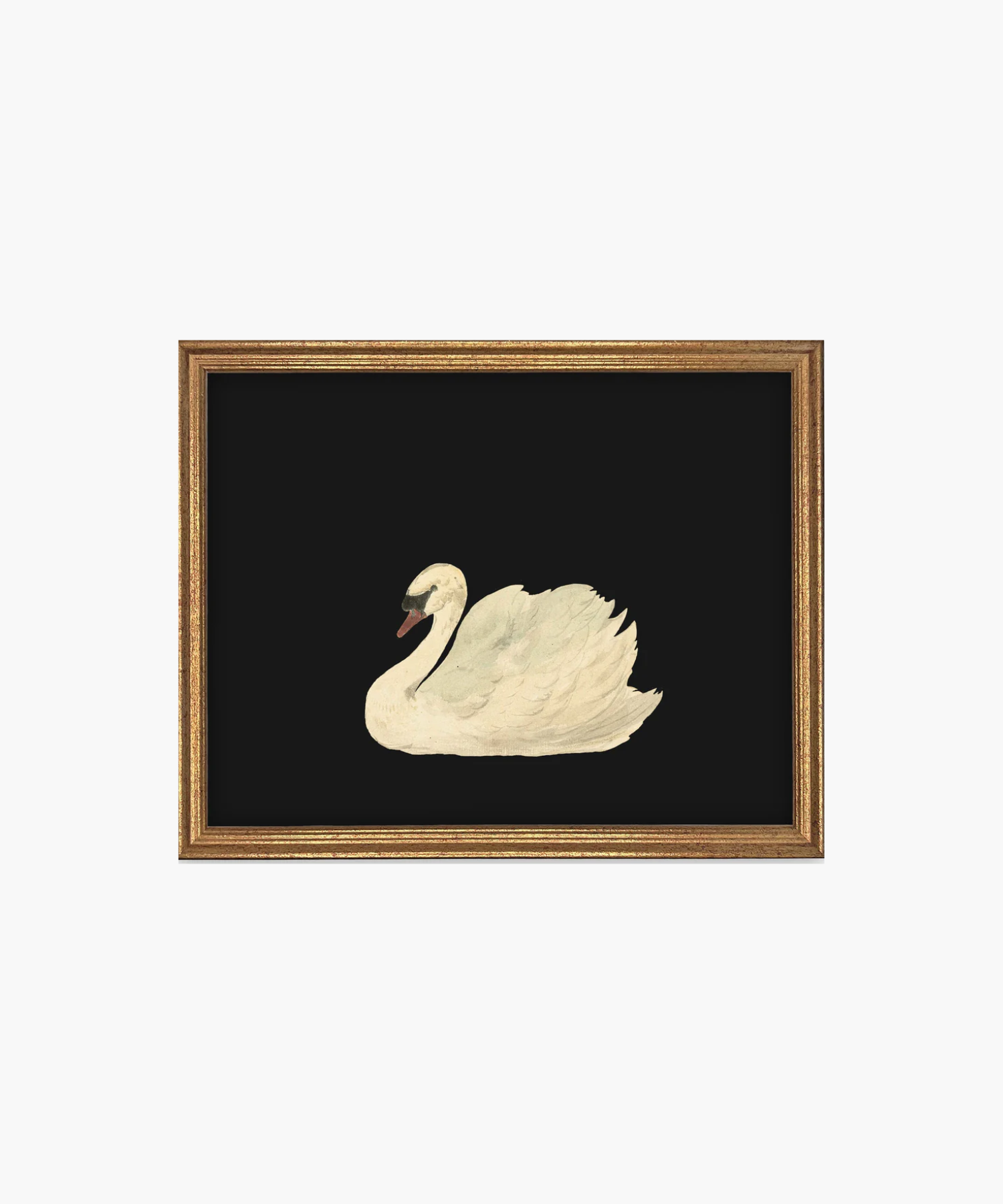 Painting of a serene white swan on a black background, framed in gold. The swan's detailed feathers and calm demeanor evoke elegance and tranquility.