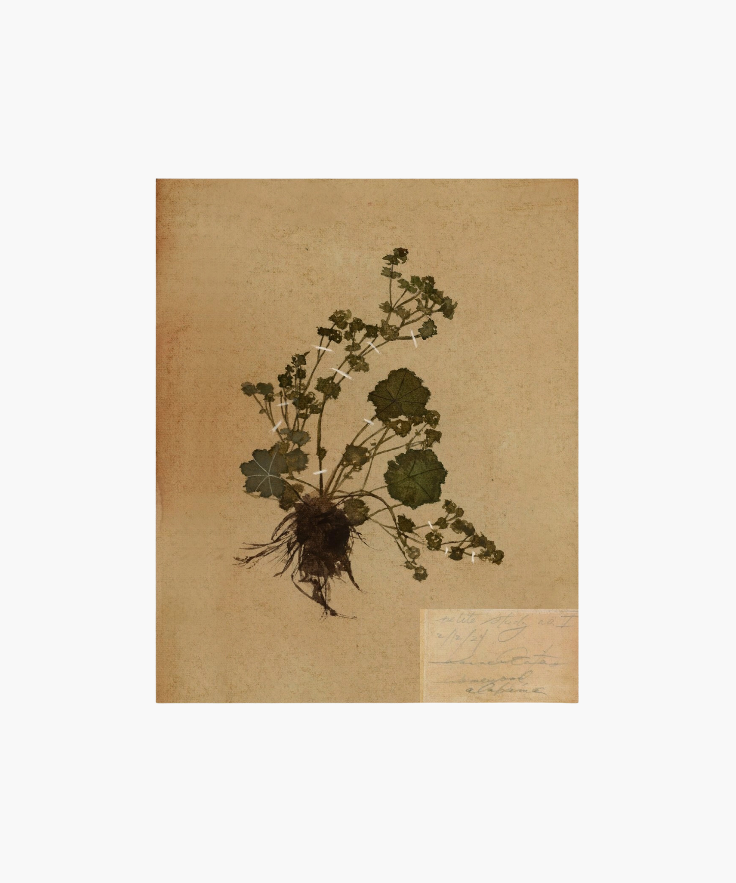 Dried plant specimen on aged parchment, showing roots and green leaves secured with tape. A small handwritten note appears in the bottom corner.